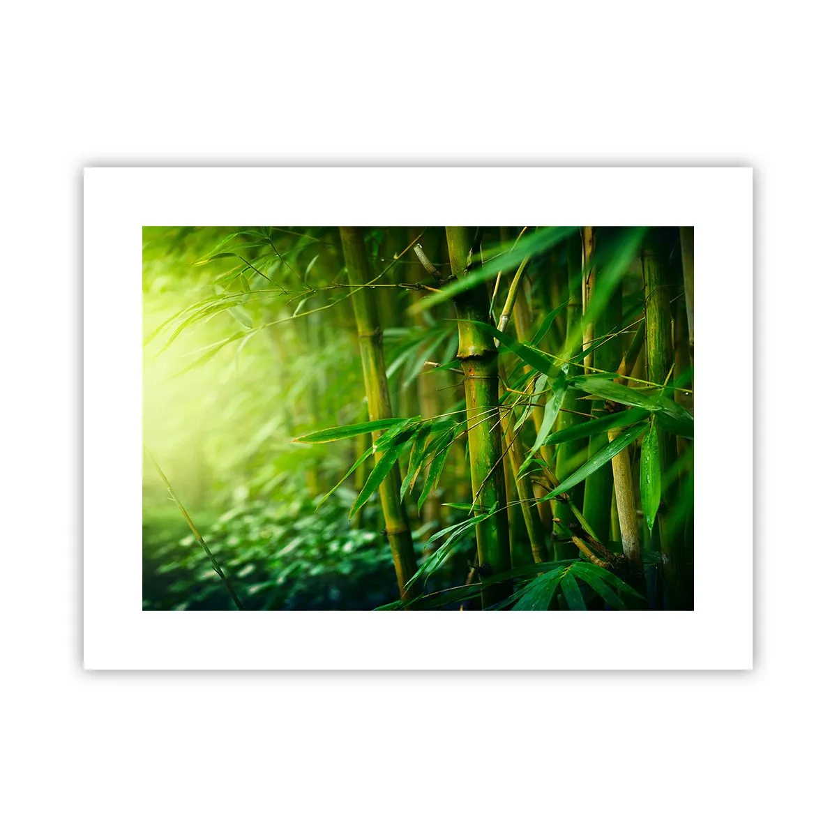 Pôster - Conheça a vegetação  - 40x30 cm