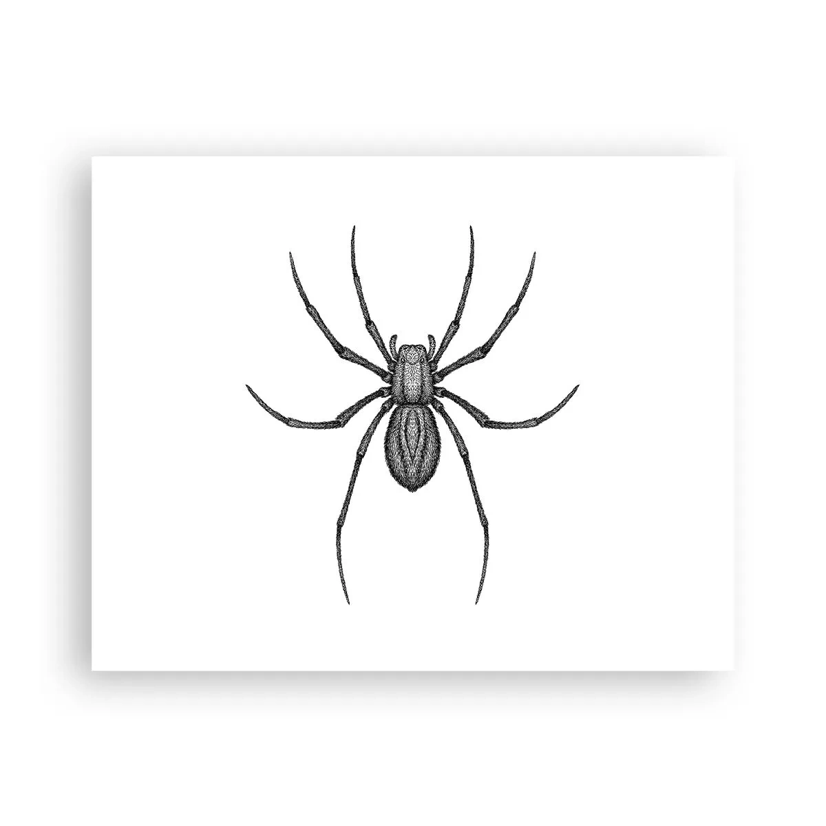 Pôster - Precisão perturbadora - 50x40 cm