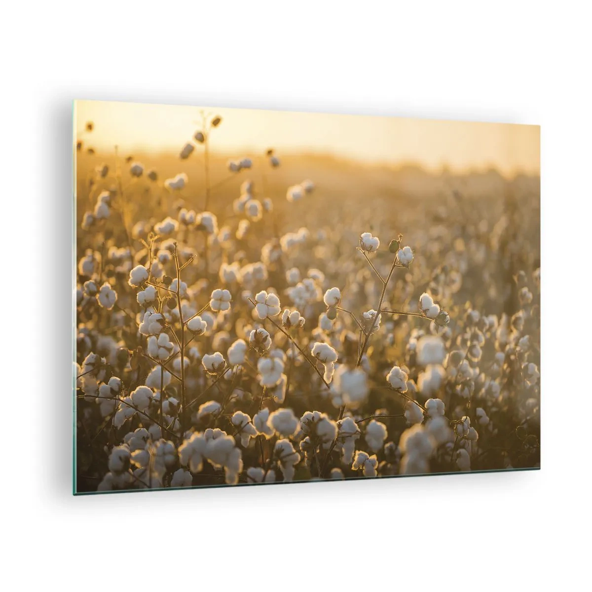 Quadro em vidro - Campo de algodão ao pôr do sol - 70x50cm - Campo macio - Decoração de parede moderna para a sala de estar e quarto ARTTOR