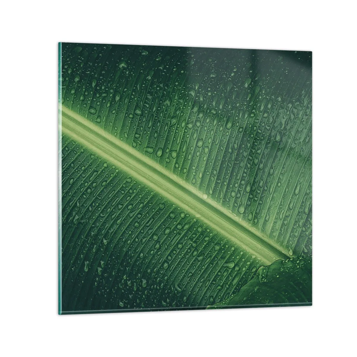 Quadro em vidro - A estrutura da vegetação - 70x70 cm