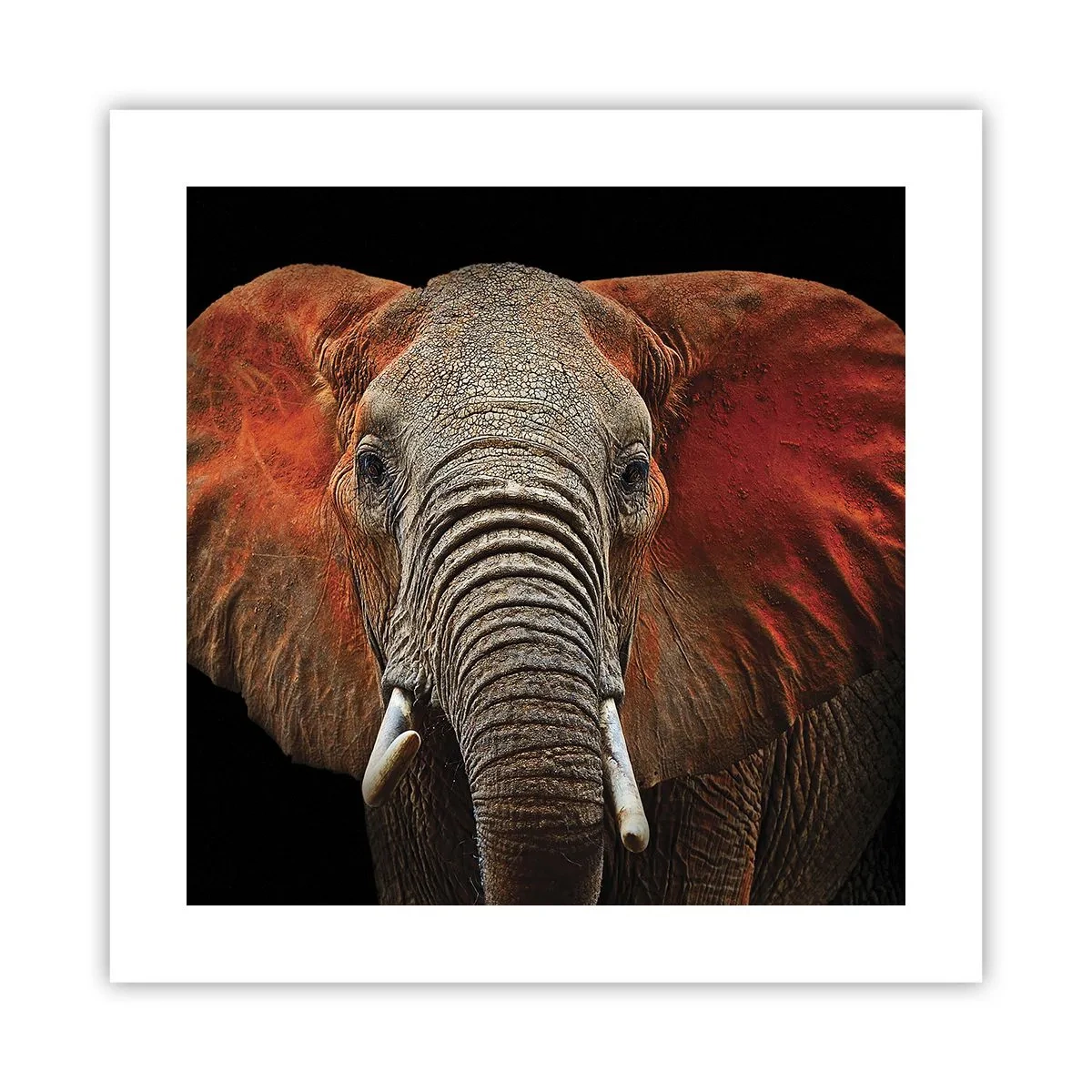 Pôster - Eu sou selvagem, e você? - 40x40 cm