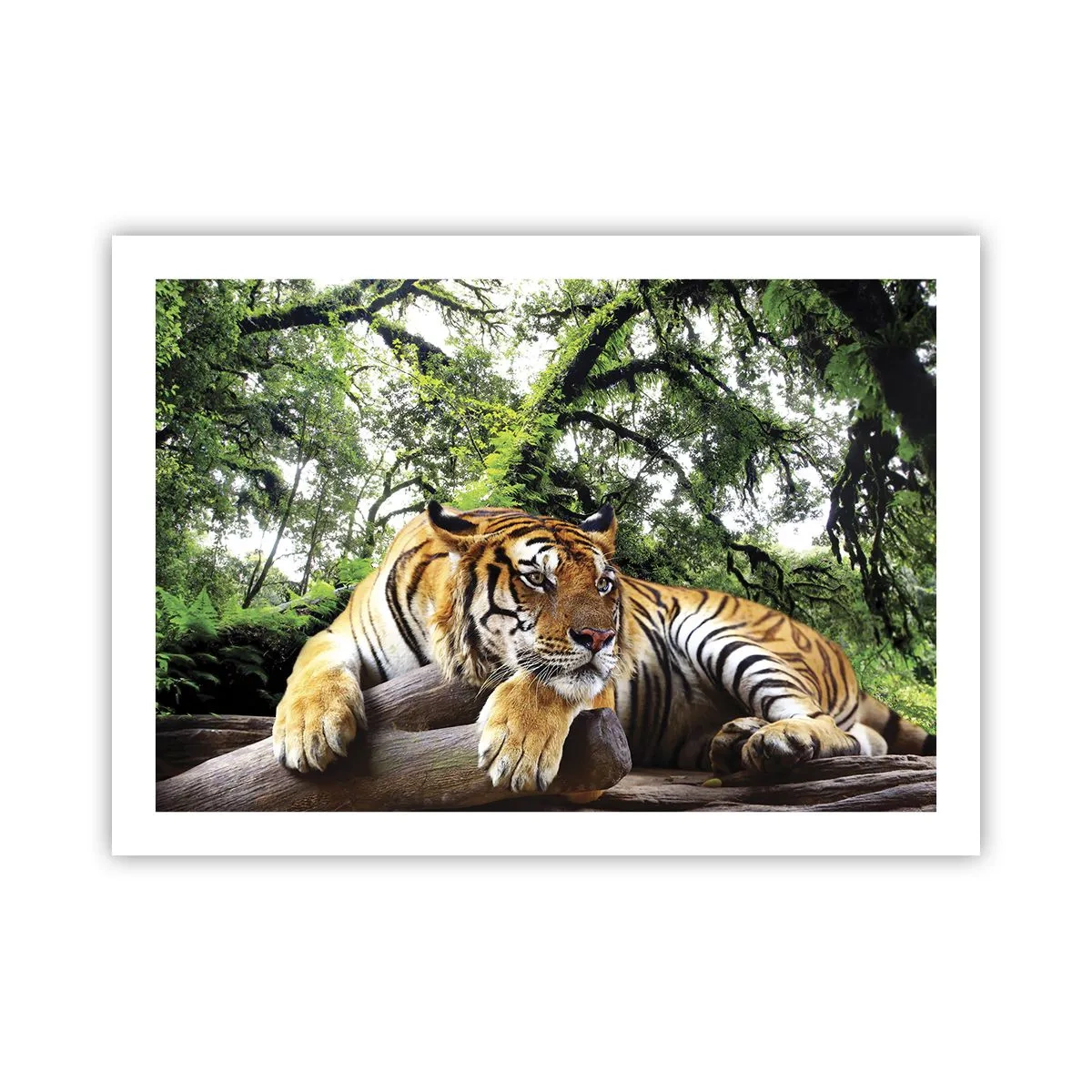 Pôster - Com os melhores cumprimentos - 70x50 cm