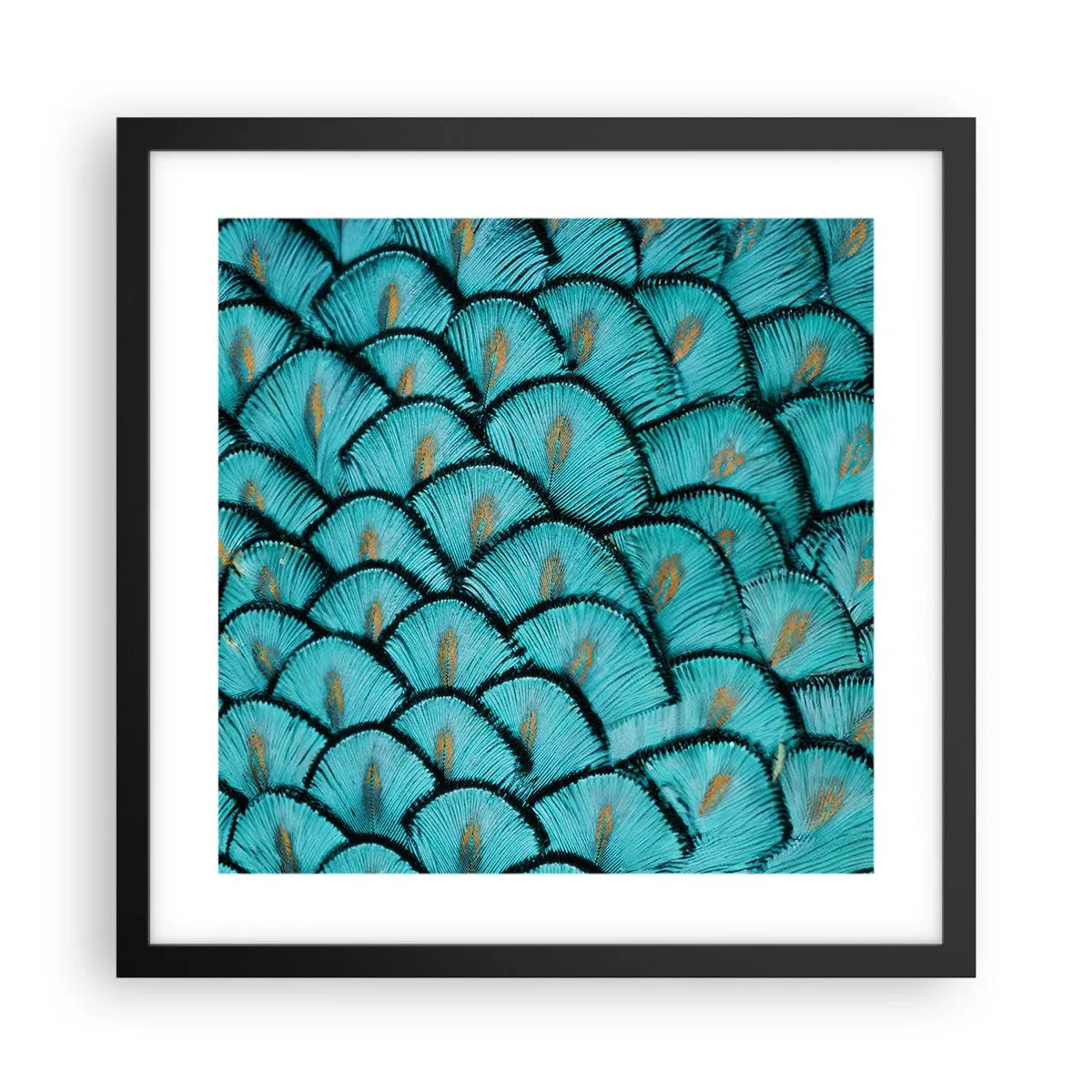 Pôster com moldura preta - A grande gala de penas - 40x40 cm