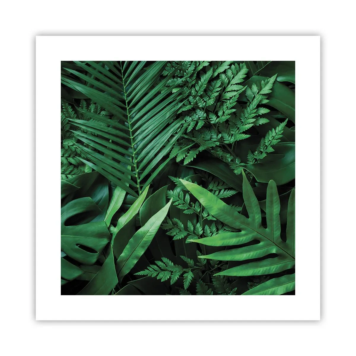 Pôster - Envolto em verde - 40x40 cm
