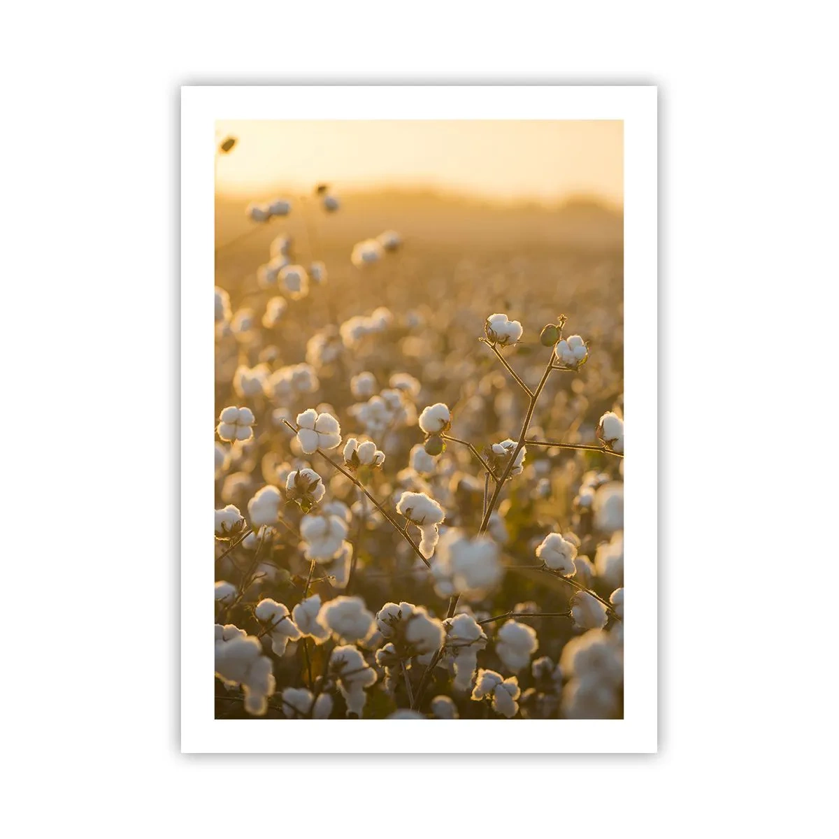 Pôster - Campo macio - 50x70 cm