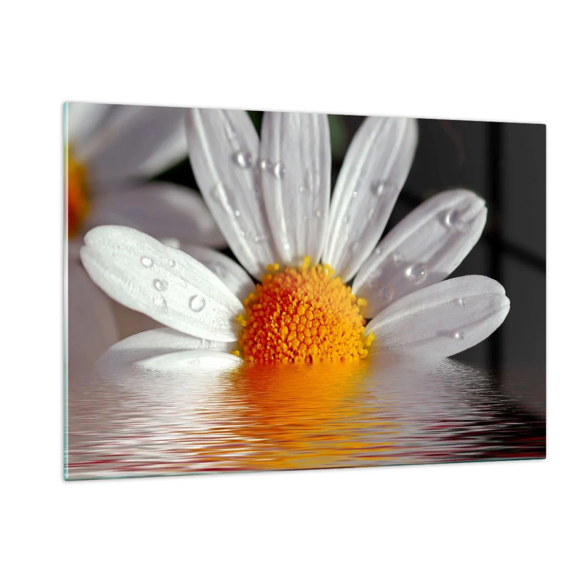 Quadro em vidro - As margaridas do sol nascente - 120x80 cm