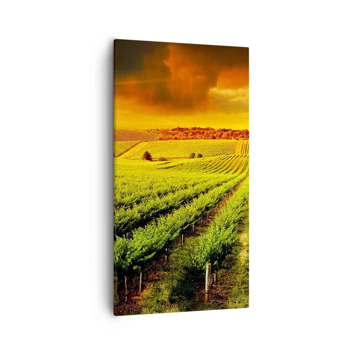 Quadro em tela - Sob o sol australiano - 55x100 cm