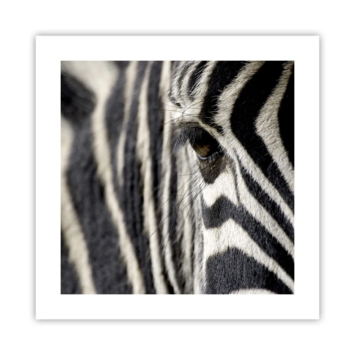 Pôster - Retrato em listras - 40x40 cm