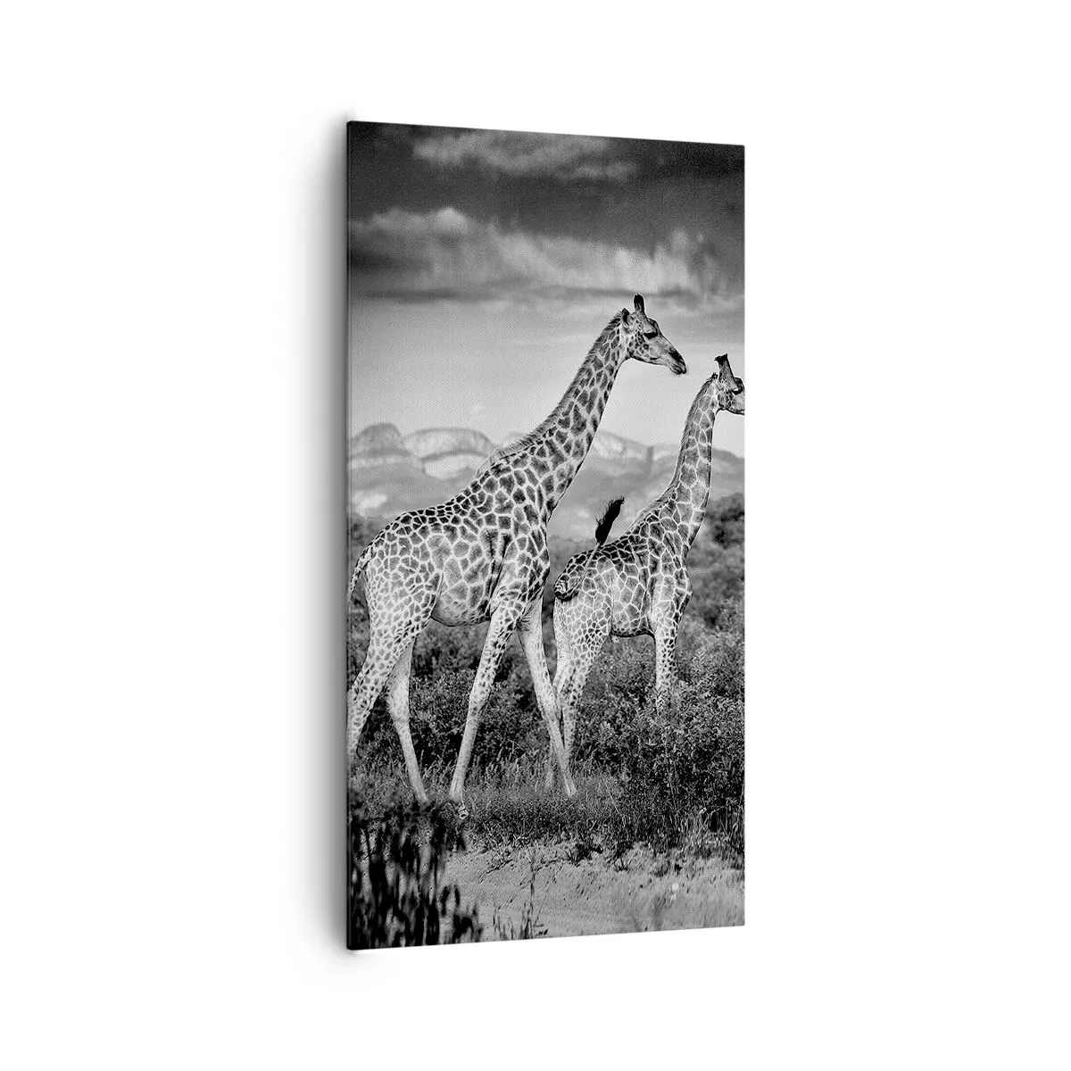 Quadro em tela - Alta Sociedade na África - 65x120 cm