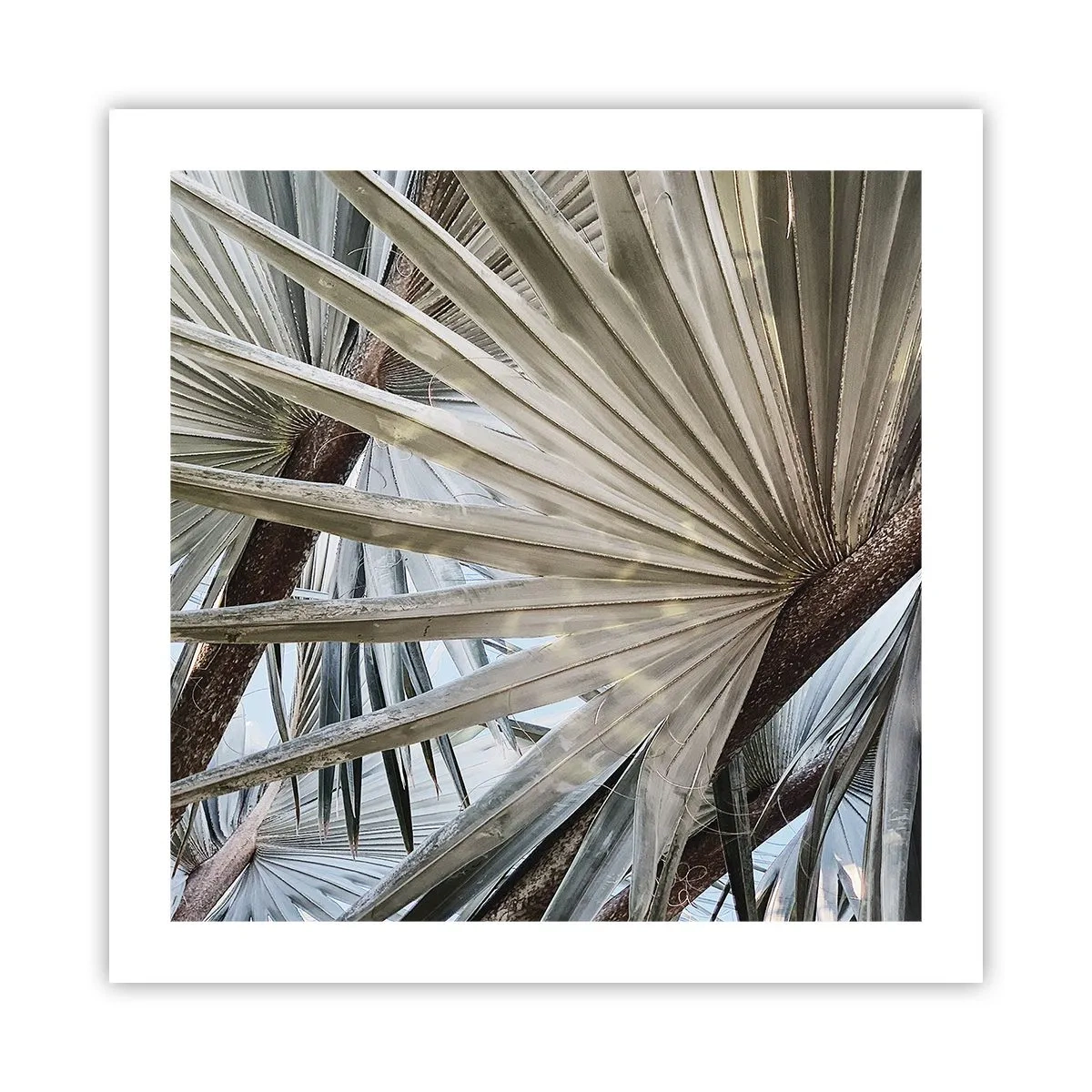 Pôster - Leques nos trópicos - 50x50 cm