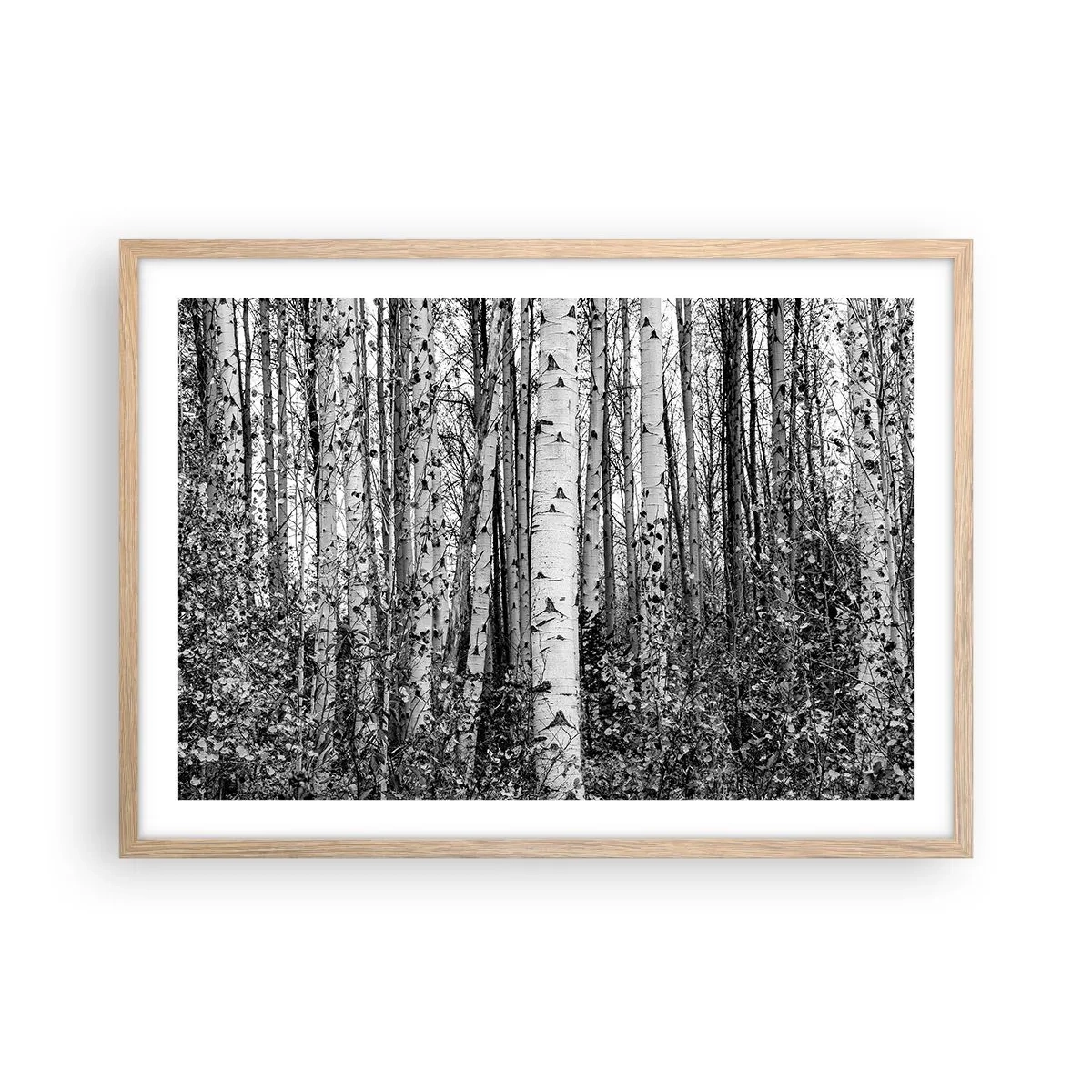 Pôster com moldura de carvalho claro - Colunata de bétula - 70x50 cm