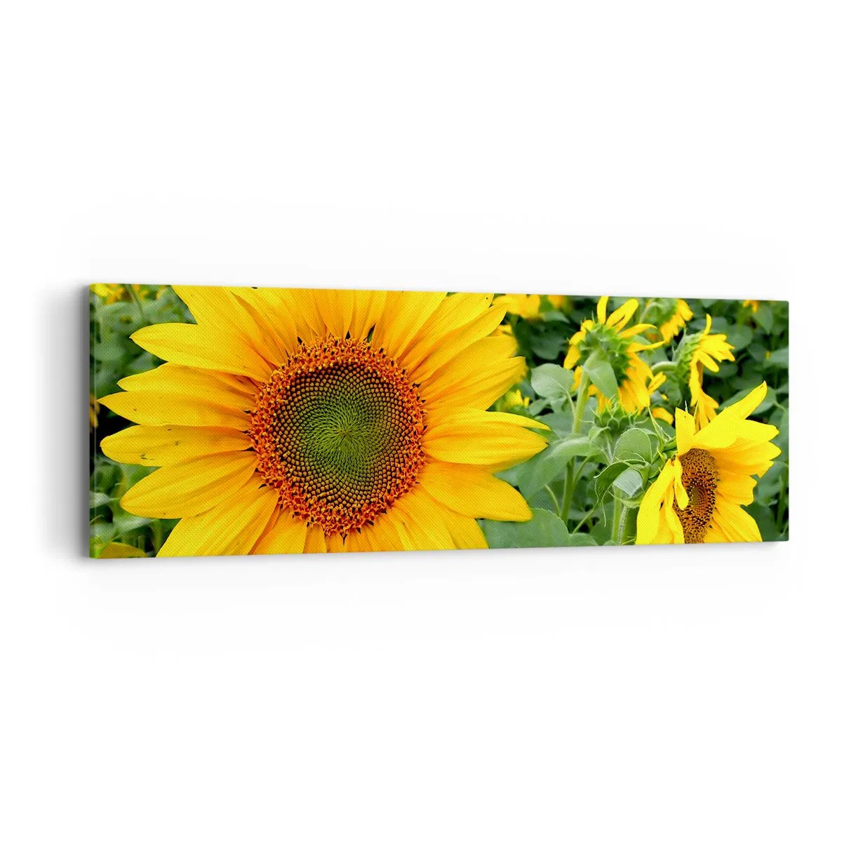 Quadro em tela - Centenas de sóis brilharam - 90x30 cm