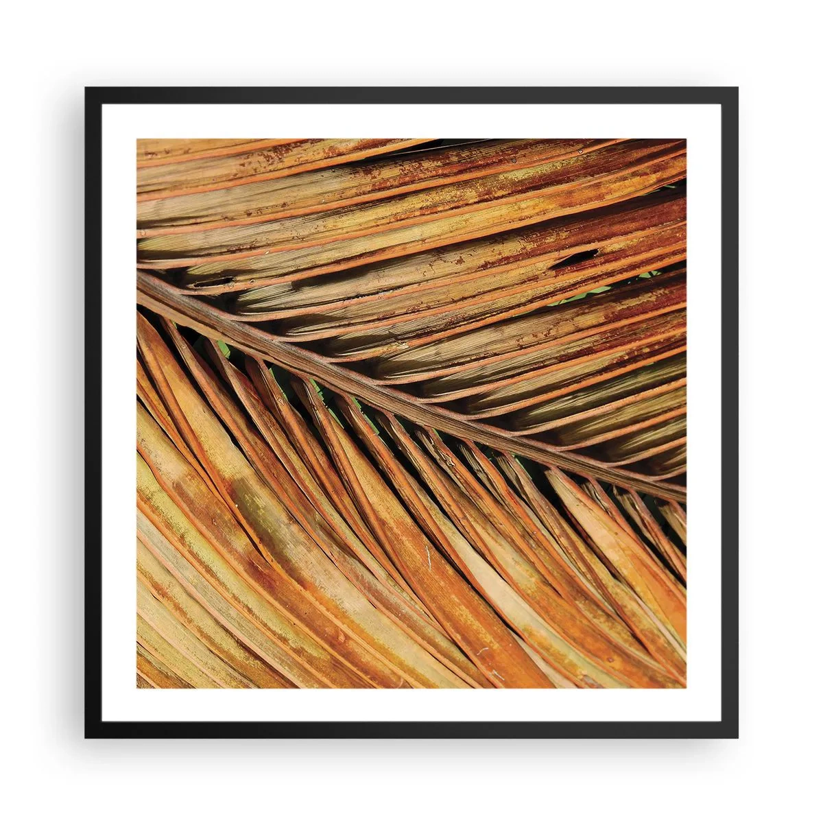 Pôster com moldura preta - Ouro de coco - 60x60 cm