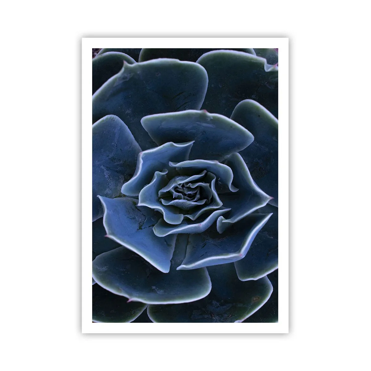 Pôster - Flor do deserto - 70x100 cm