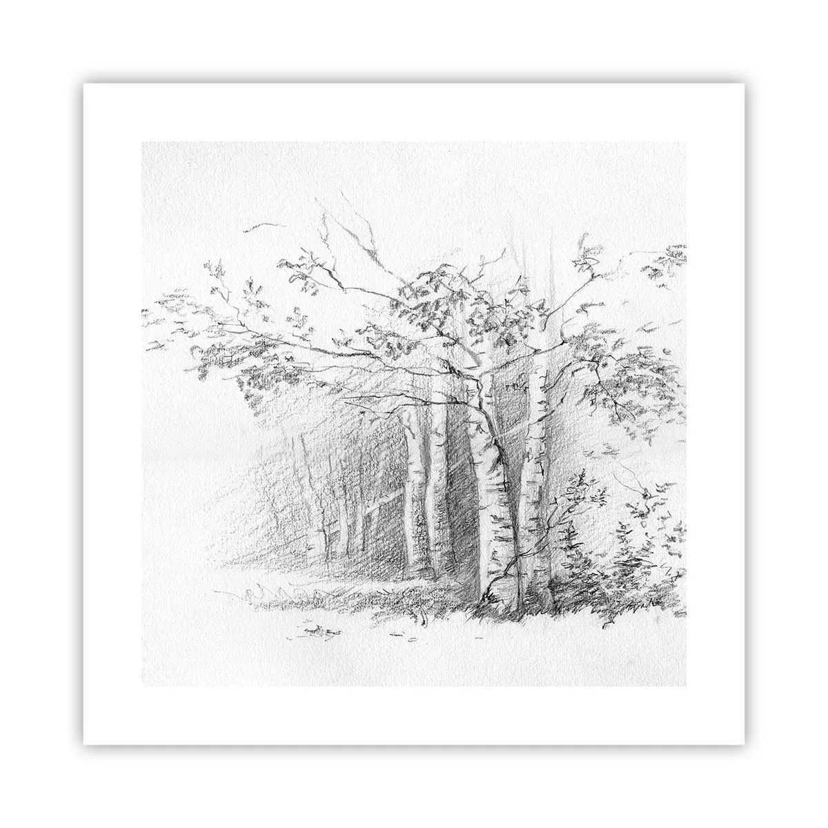 Pôster - Luz da floresta de bétulas - 40x40 cm