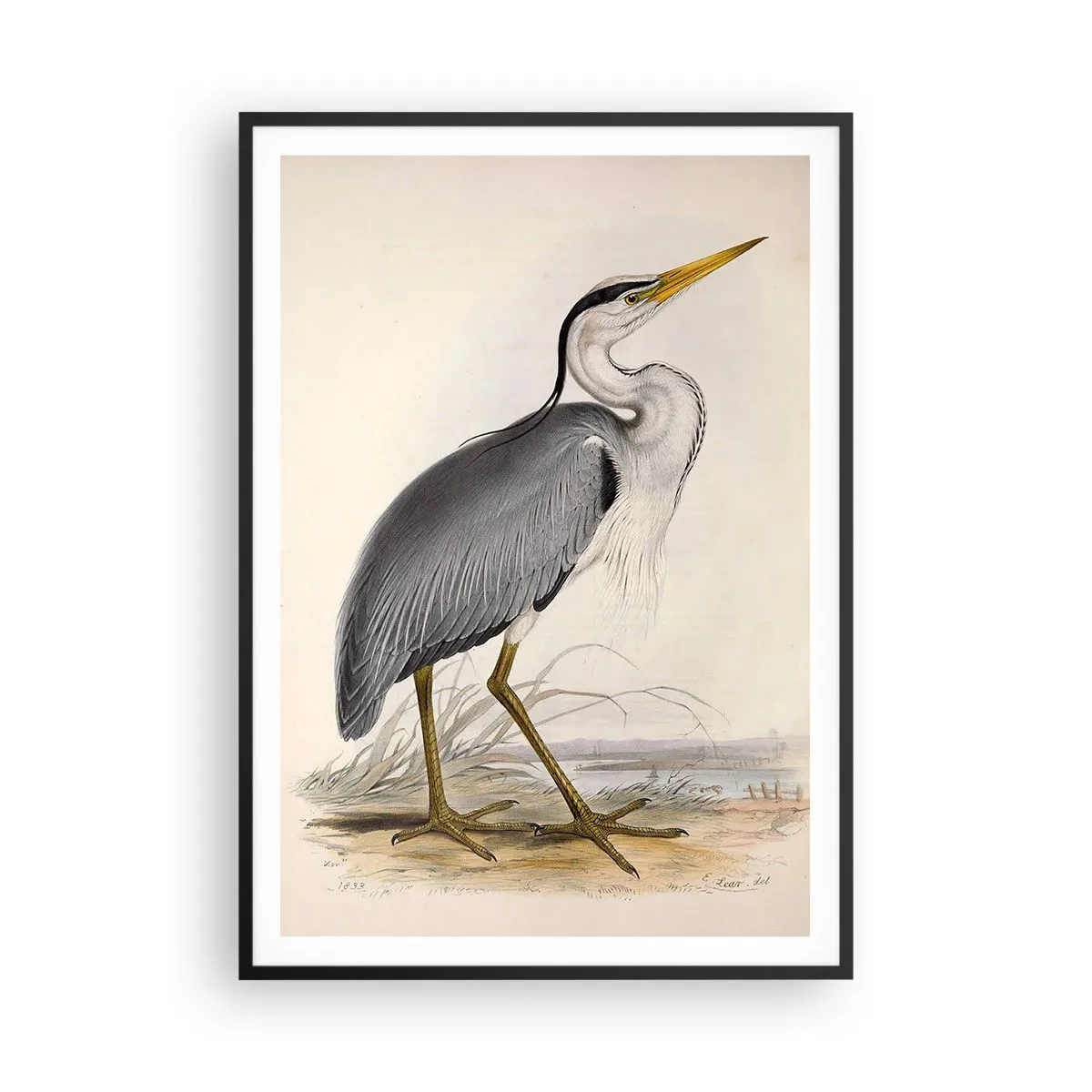 Pôster com moldura preta - Graça de garça - 70x100 cm