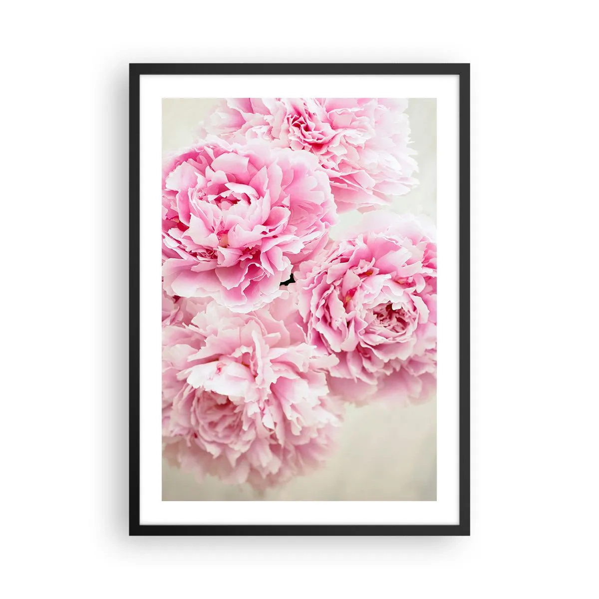 Pôster com moldura preta - Um buquê de peônias rosa em um fundo claro - 50x70cm - Em esplendor rosa - Decoração de parede moderna para a sala de estar e quarto ARTTOR