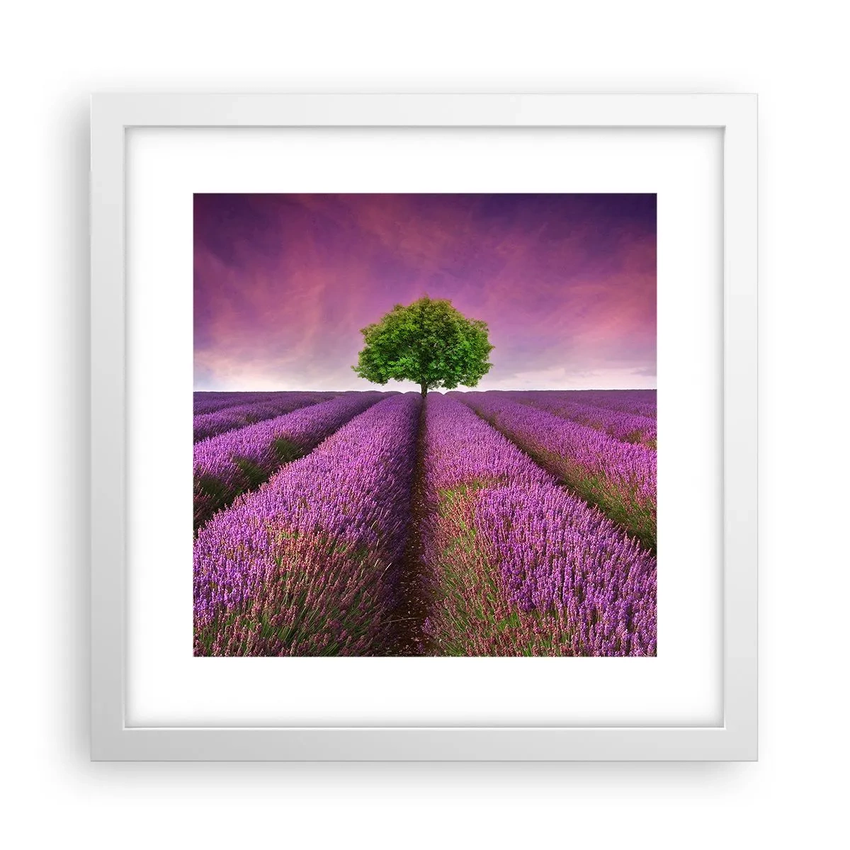 Pôster em moldura branca - Nos campos de lavanda - 30x30 cm