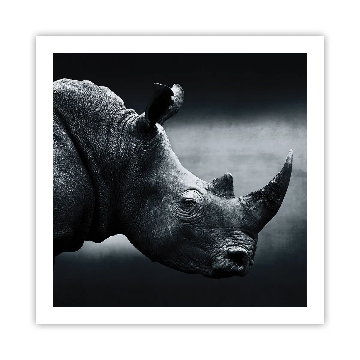 Pôster - Perfil direito - 60x60 cm