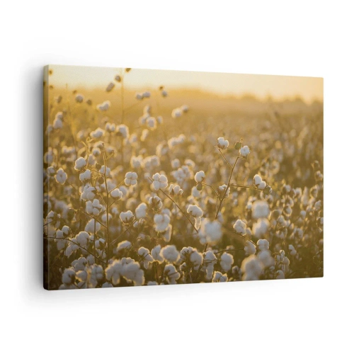 Quadro em tela - Um campo de algodão sob a luz quente do pôr do sol - 70x50cm - Campo macio - Decoração de parede moderna para a sala de estar e quarto ARTTOR