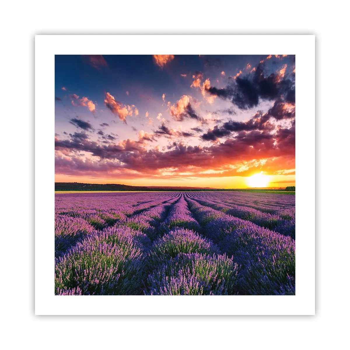 Pôster - O mundo da lavanda - 50x50 cm