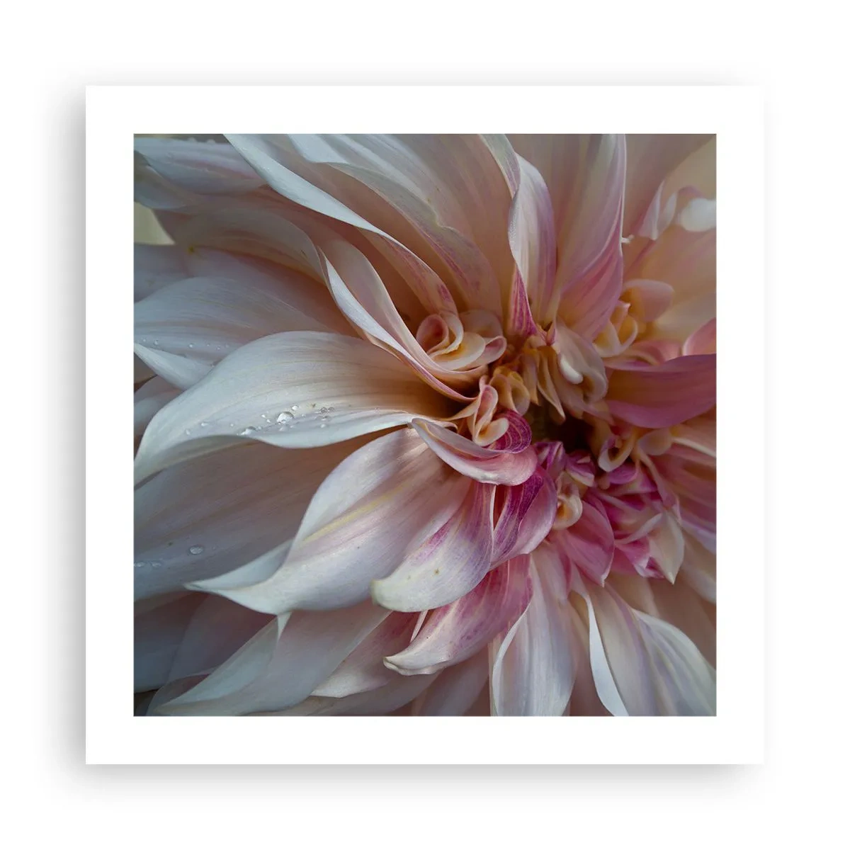 Pôster - Frescor florescente - 50x50 cm