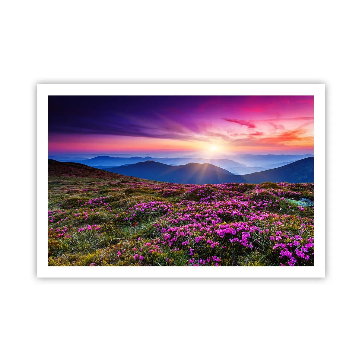 Pôster - Campo cheiroso - 91x61 cm