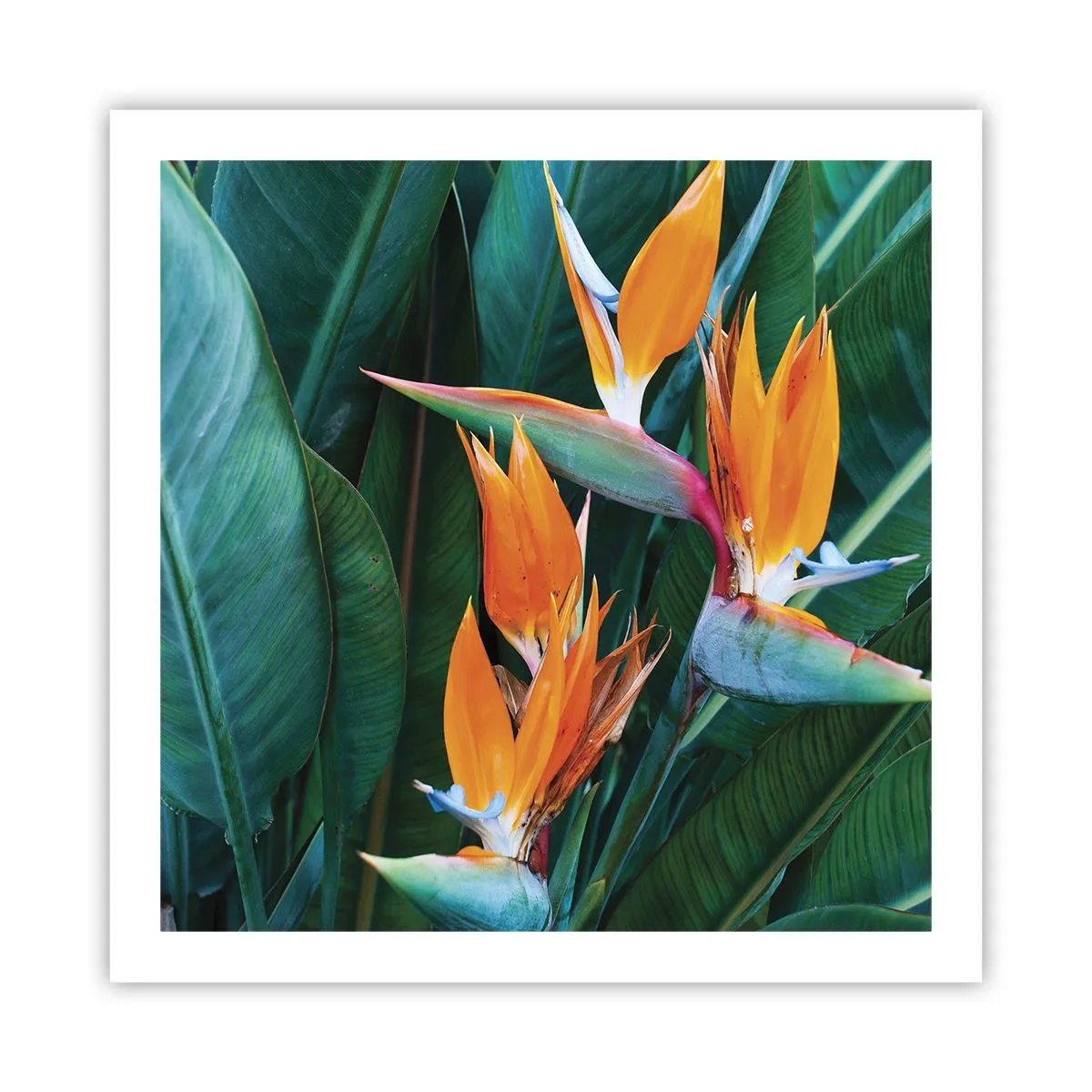 Pôster - É uma flor ou é um pássaro? - 60x60 cm