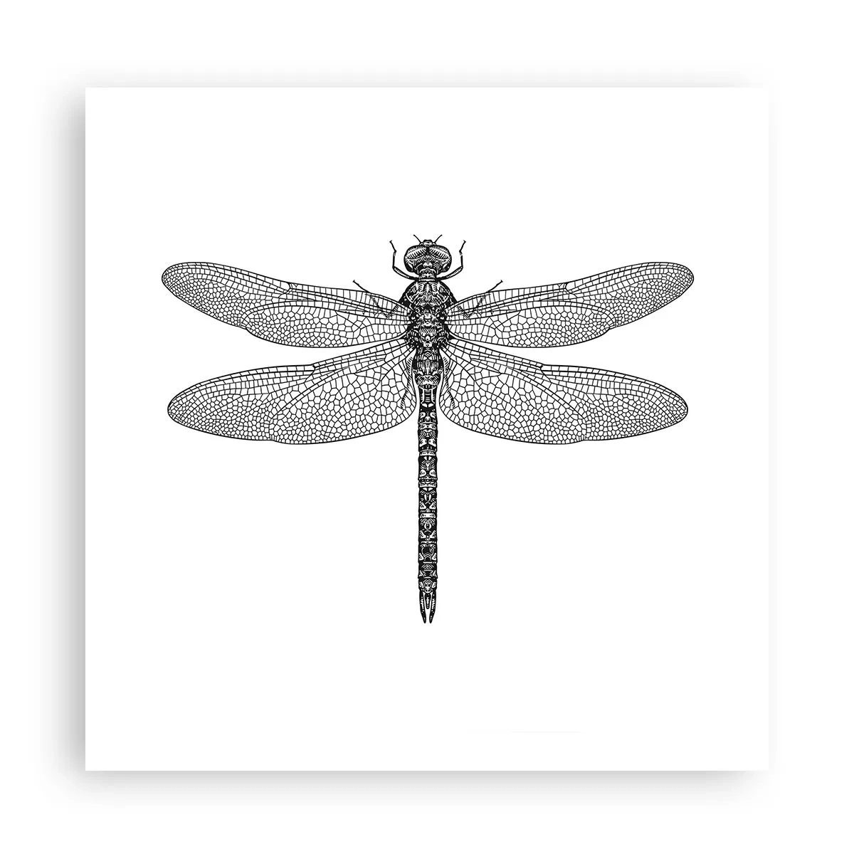 Pôster - Precisão da natureza - 60x60 cm