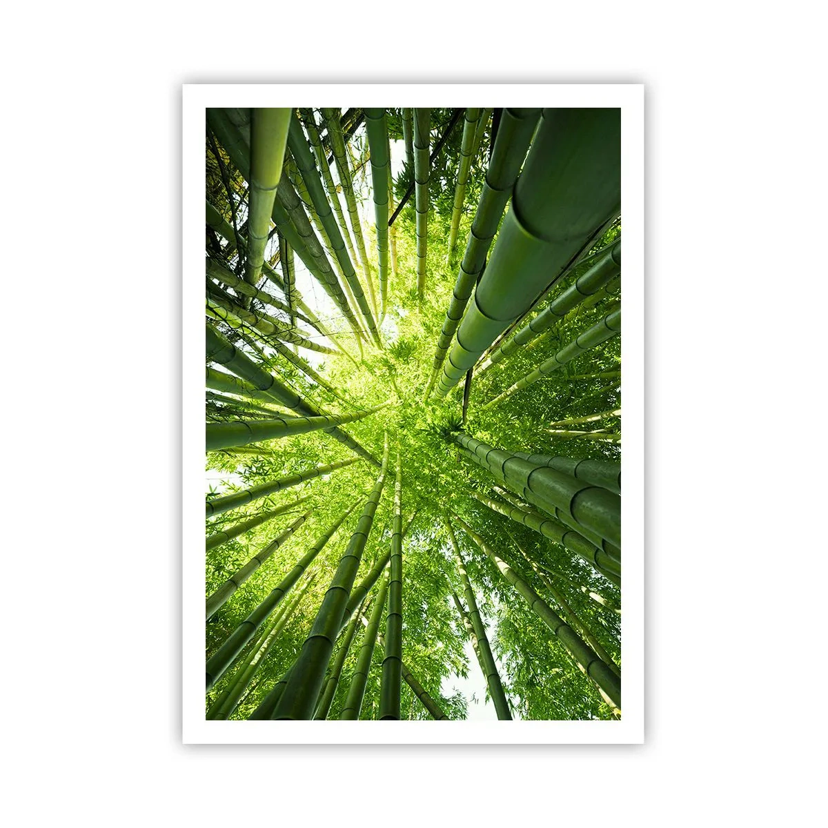 Pôster - Em um bosque de bambu - 70x100 cm