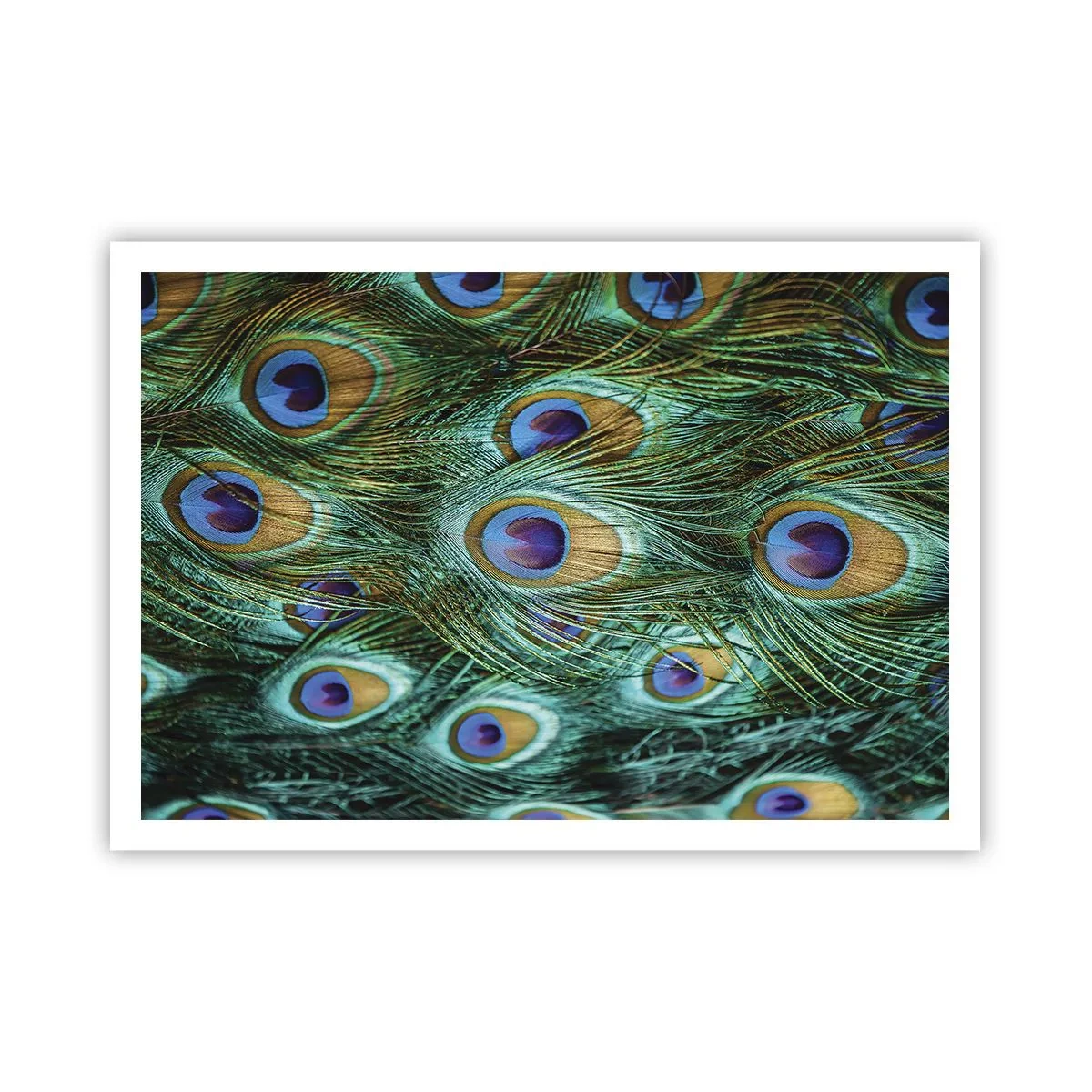 Pôster - Um olhar de pavão - 100x70 cm