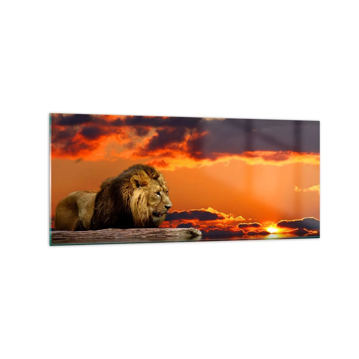 Quadro em vidro - Rei da natureza - 120x50 cm