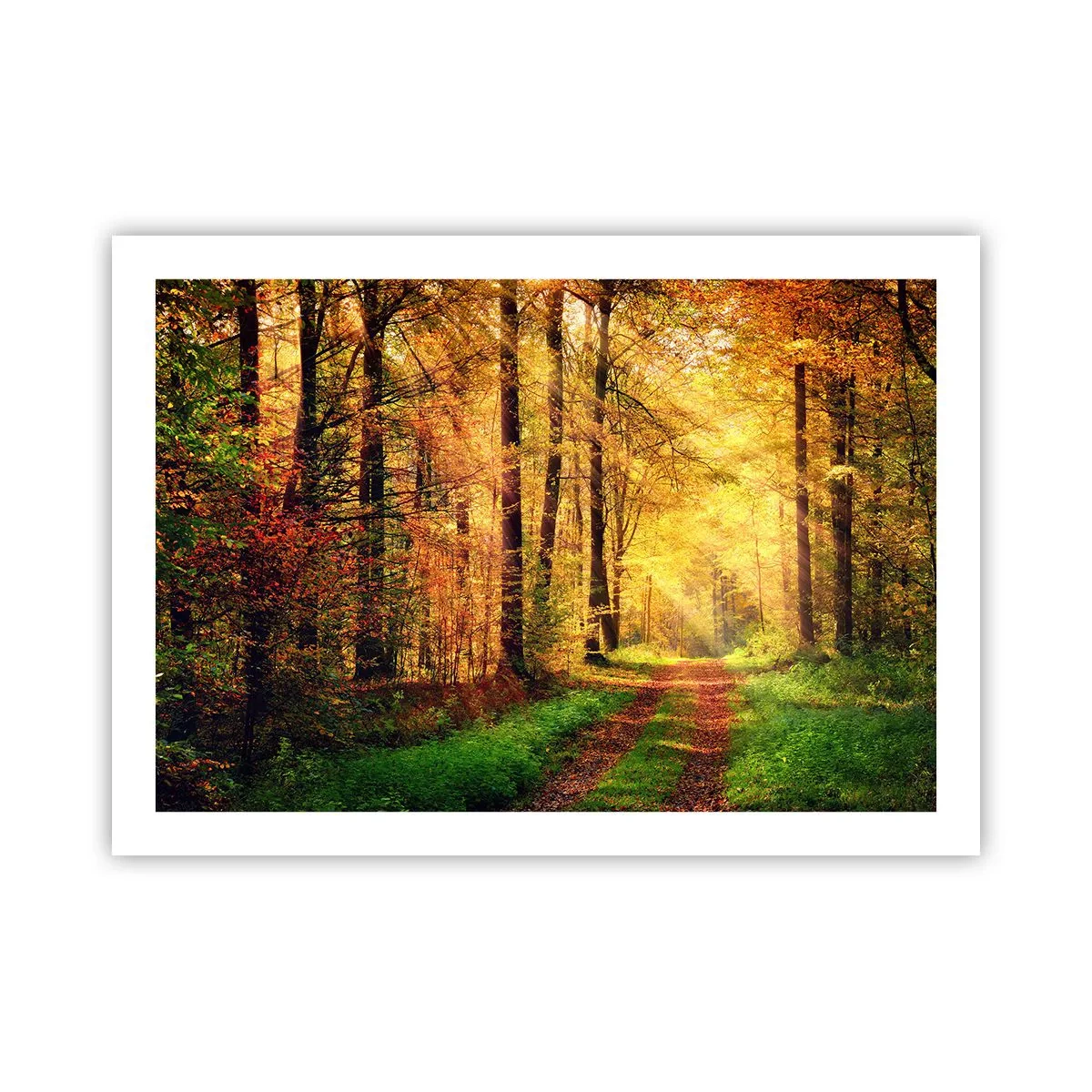 Pôster - Silêncio dourado da floresta - 70x50 cm