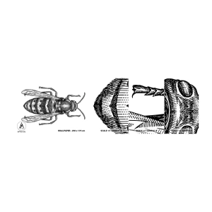 Amostra de Papel de Parede Standard Eco - De um planeta de insetos - Vespa, Inseto, Minimalista - 100x30 cm