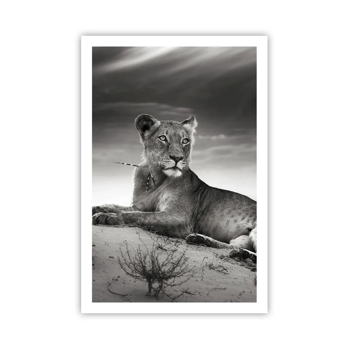 Pôster - Descanso da Rainha do Deserto - 61x91 cm