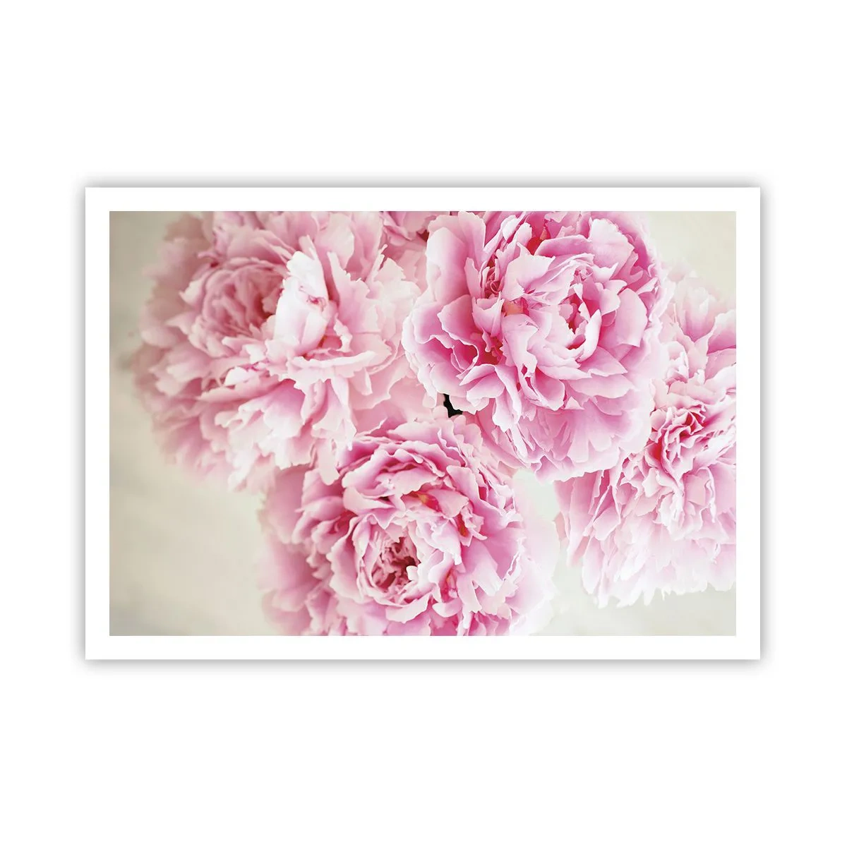 Pôster - Em esplendor rosa - 100x70 cm