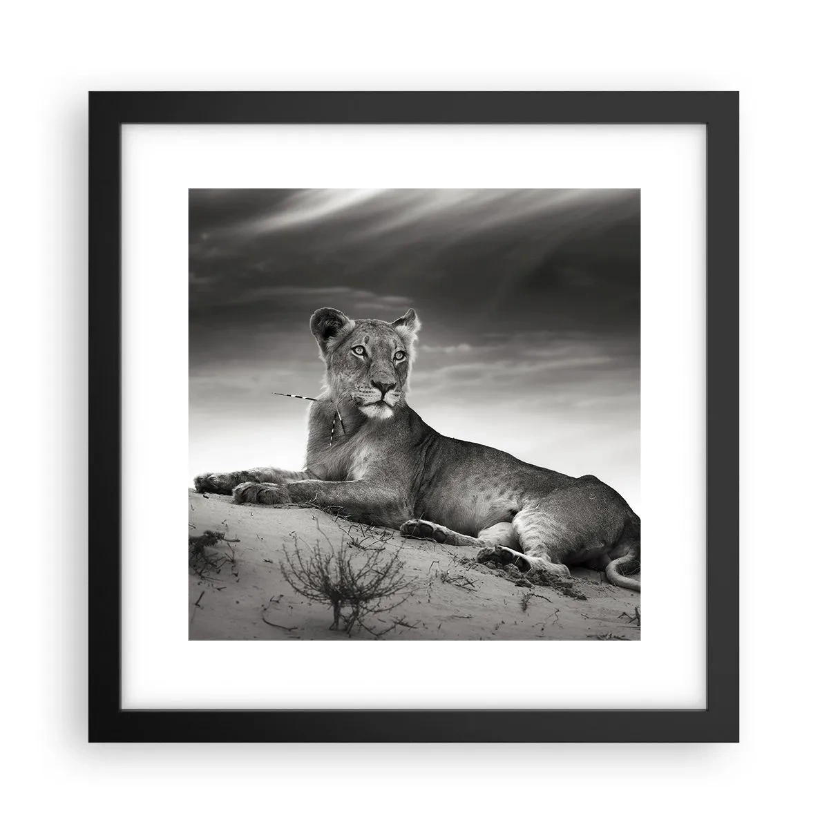 Pôster com moldura preta - Descanso da Rainha do Deserto - 30x30 cm