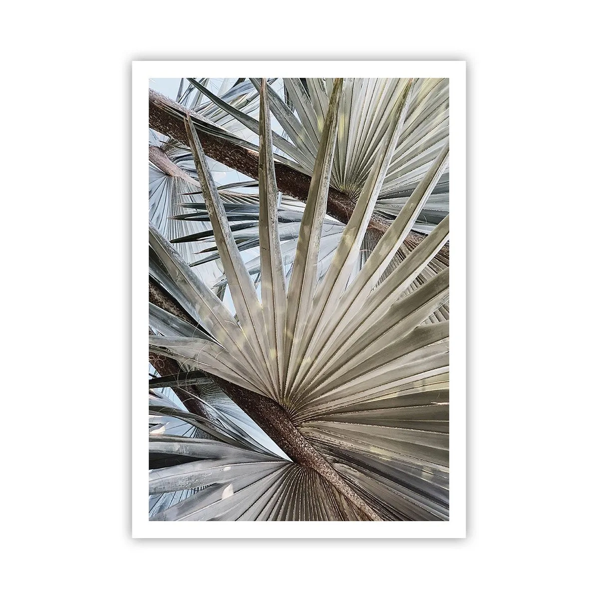 Pôster - Leques nos trópicos - 70x100 cm