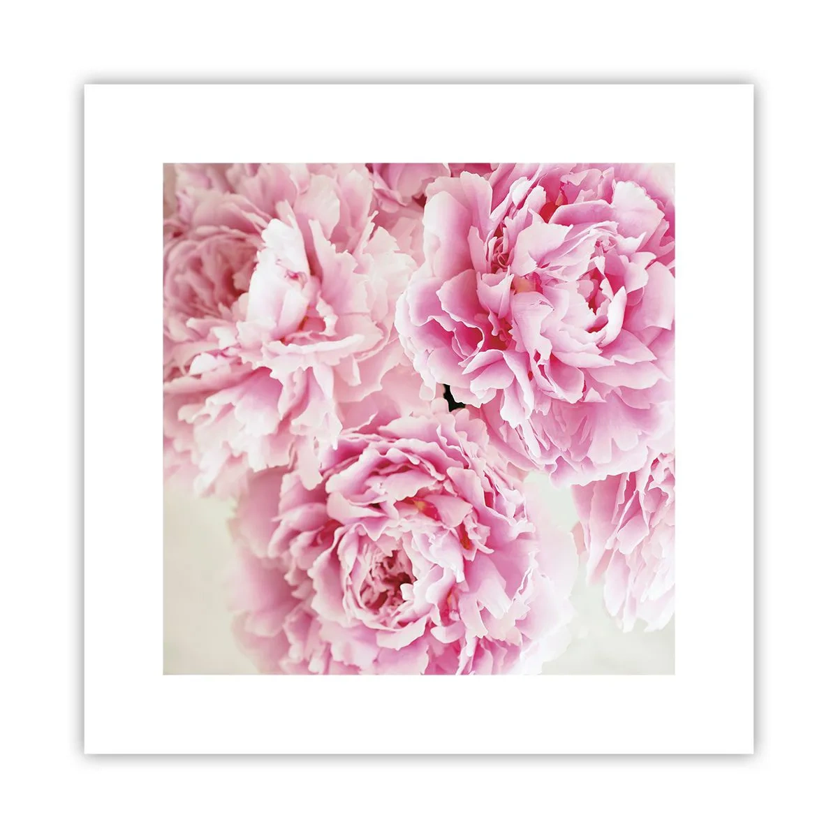 Pôster - Em esplendor rosa - 30x30 cm