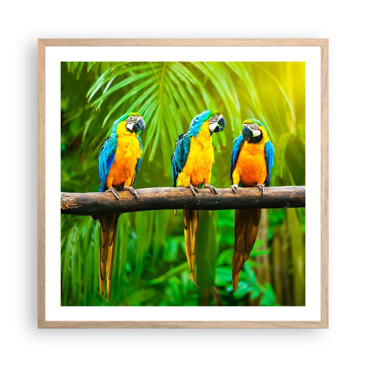 Pôster com moldura de carvalho claro - E ouviste dizer que ela...? - 60x60 cm