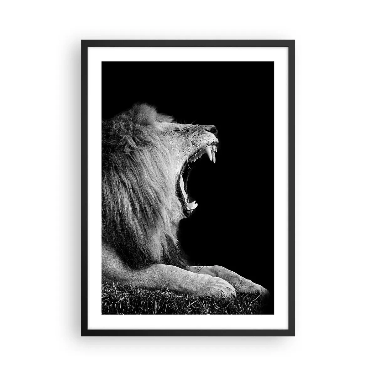 Pôster com moldura preta - Um leão rugindo em monocromático - 50x70cm - Sem dúvida alguma - Decoração de parede moderna para a sala de estar e quarto ARTTOR