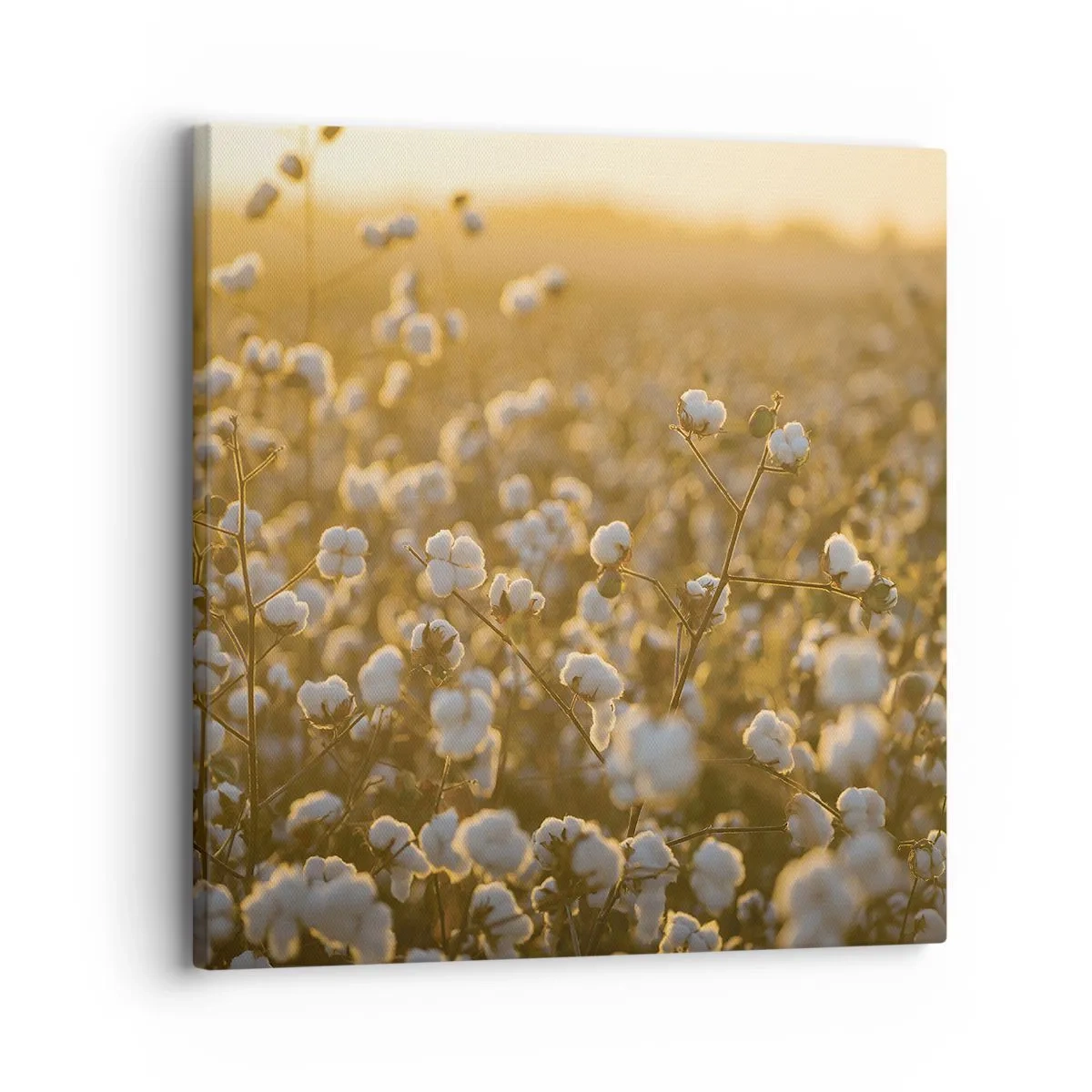 Quadro em tela - Campo macio - 30x30 cm