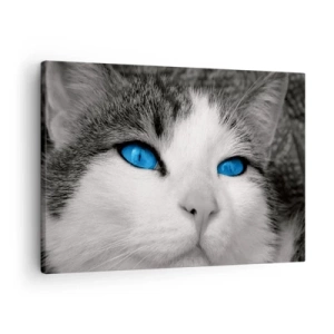 Quadro em tela - Retrato de um gato com olhos azuis em estilo preto e branco - 70x50cm - Raridade de olhos azuis - Decoração de parede moderna para a sala de estar e quarto ARTTOR
