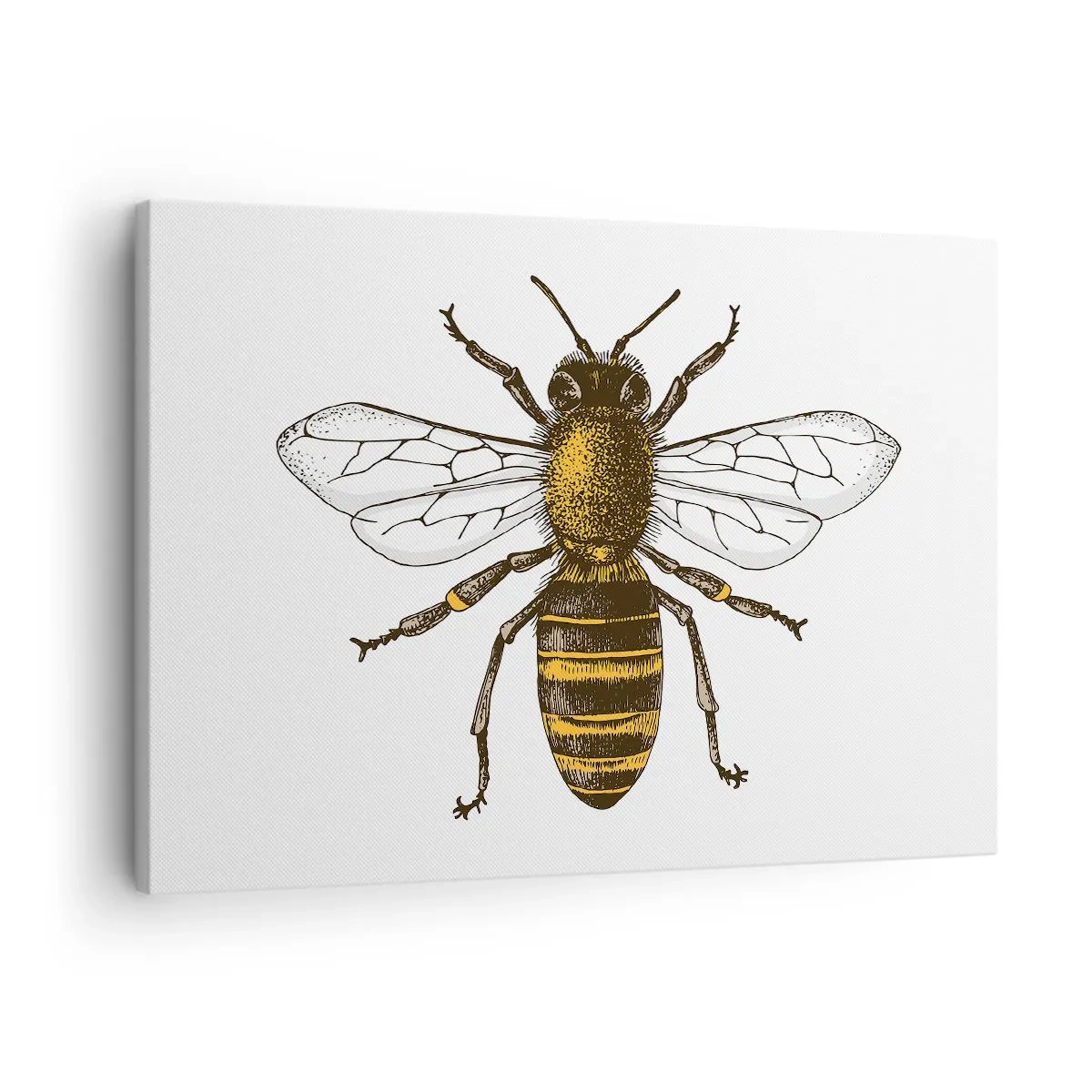 Quadro em tela - Ilustração detalhada de uma abelha em um fundo branco - 70x50cm - Linda e boa - Decoração de parede moderna para a sala de estar e quarto ARTTOR