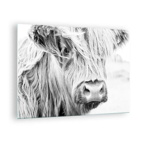 Quadro em vidro - Close-up de um gado escocês de pelo longo em preto e branco - 70x50cm - Natureza selvagem escocesa - Decoração de parede moderna para a sala de estar e quarto ARTTOR