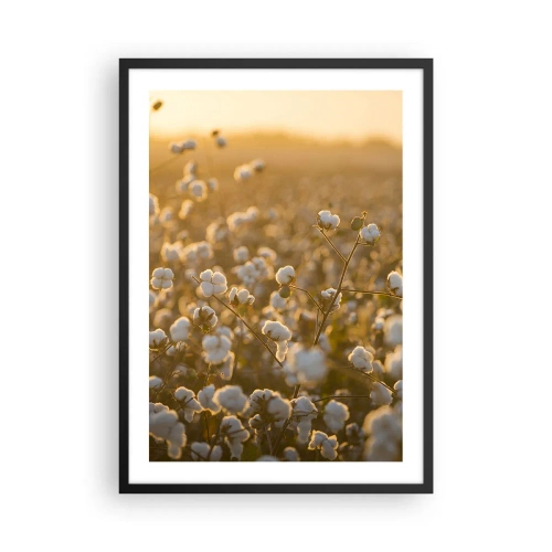 Pôster com moldura preta - Um campo de algodão sob a luz quente do pôr do sol - 50x70cm - Campo macio - Decoração de parede moderna para a sala de estar e quarto ARTTOR