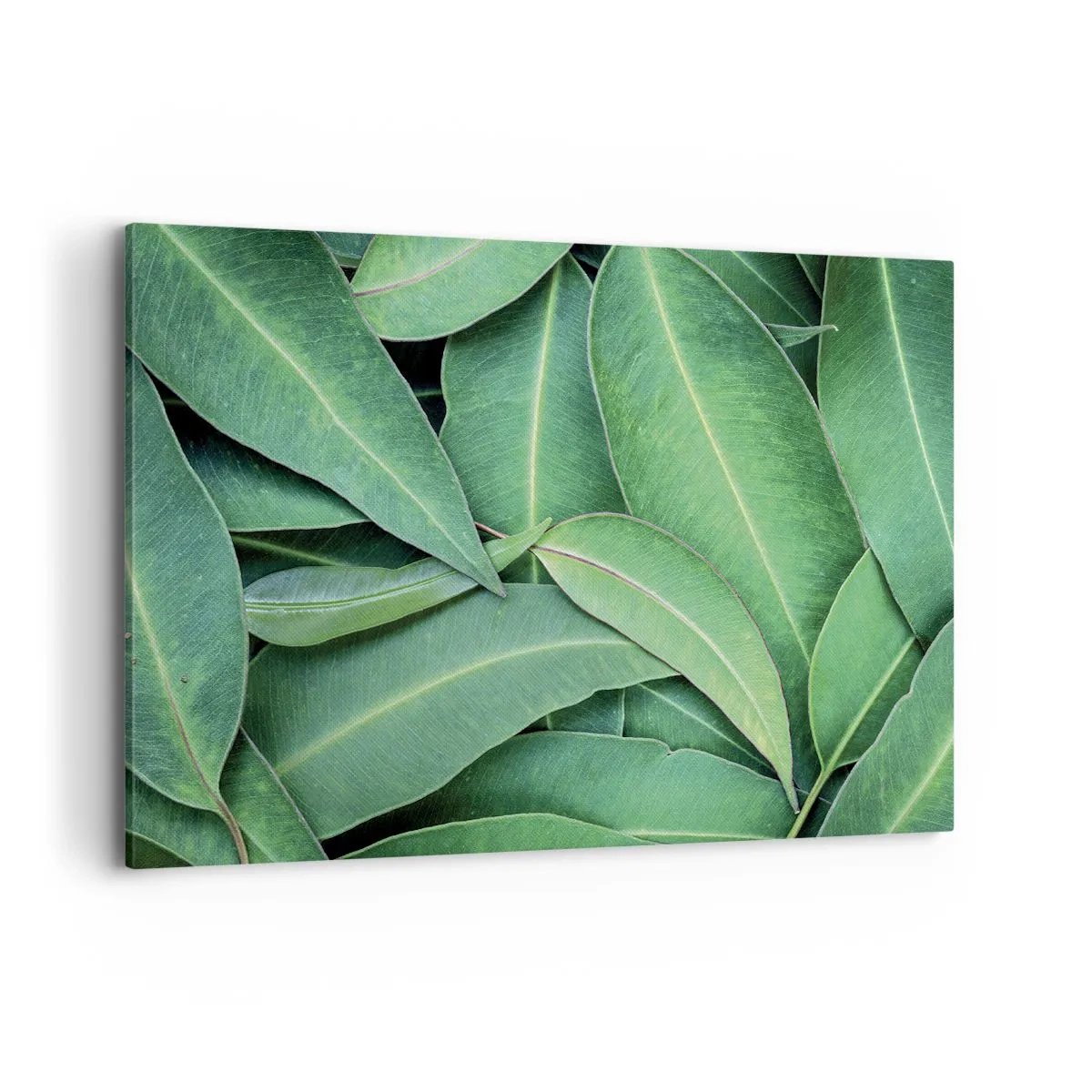 Quadro em tela - Suculentas e frescas - 100x70 cm