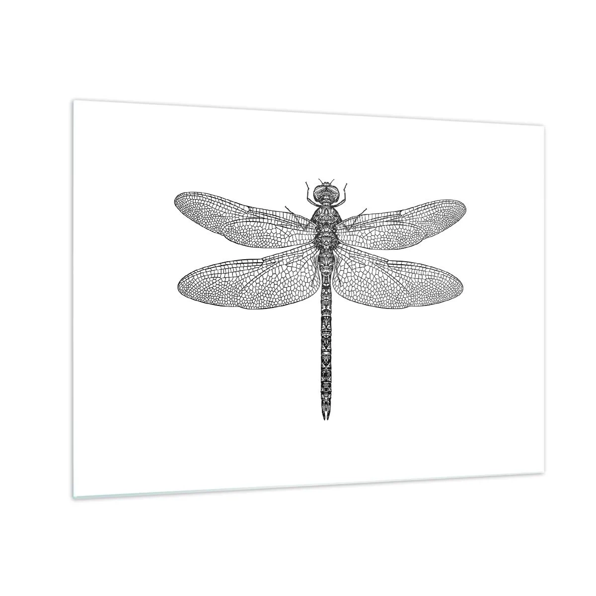 Quadro em vidro - Ilustração detalhada de uma libélula em estilo de gravura sobre fundo branco - 70x50cm - Precisão da natureza - Decoração de parede moderna para a sala de estar e quarto ARTTOR