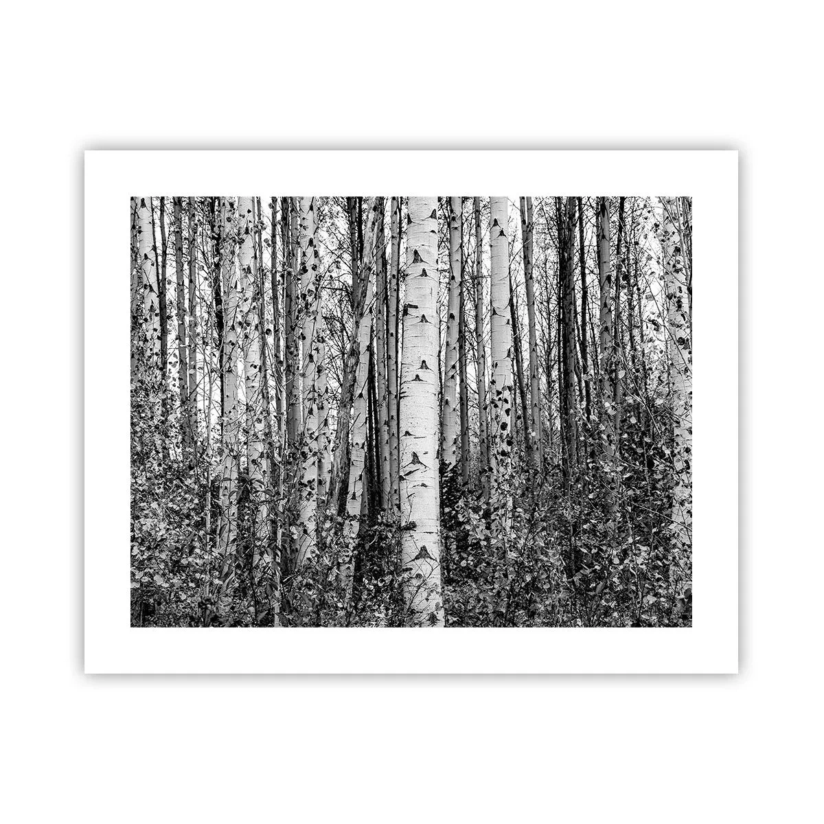 Pôster - Colunata de bétula - 50x40 cm