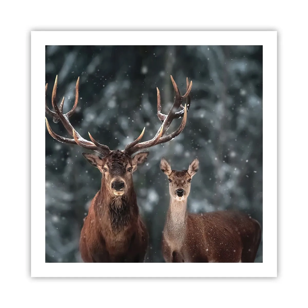 Pôster - O senhor da floresta com sua esposa - 60x60 cm